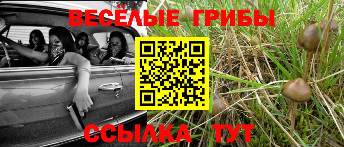 Галлюциногенные грибы Psilocybe  Вход с VPN  Кольчугино 