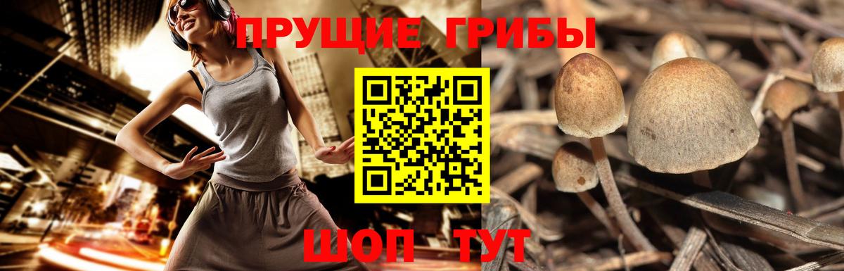 Галлюциногенные грибы мицелий Кольчугино